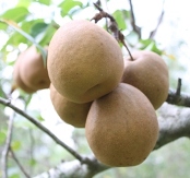 Brown Winter Pear, Pyrus species